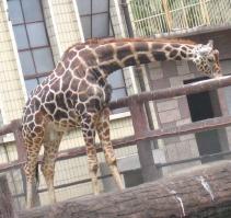 Chengdu Zoo